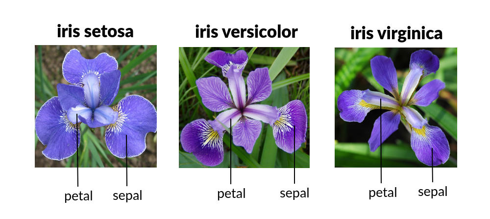 iris